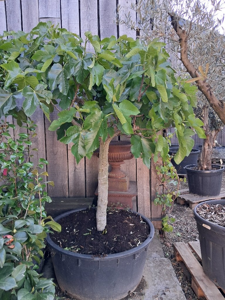 Vijg op stam, Tuin en Terras, Planten | Bomen, In pot, Ophalen