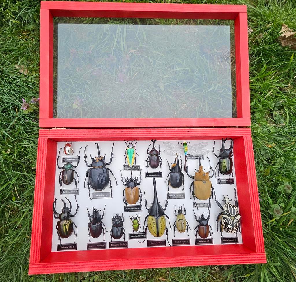 Unieke insecten vitrinekast met diverse kevers., Antiek en Kunst, Ophalen of Verzenden