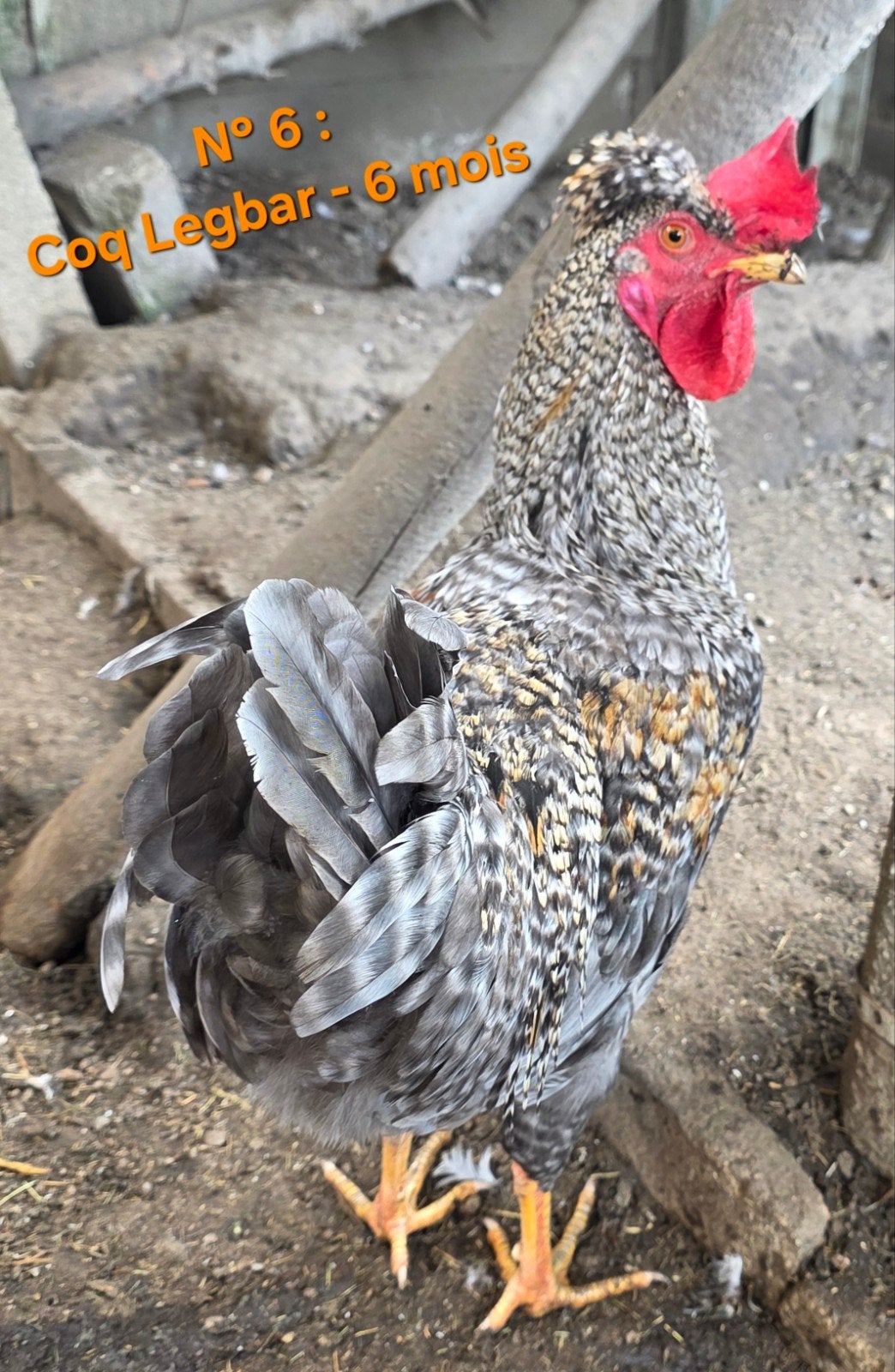 Jeune Coq Legbar (6 mois), Mâle, Poule ou poulet