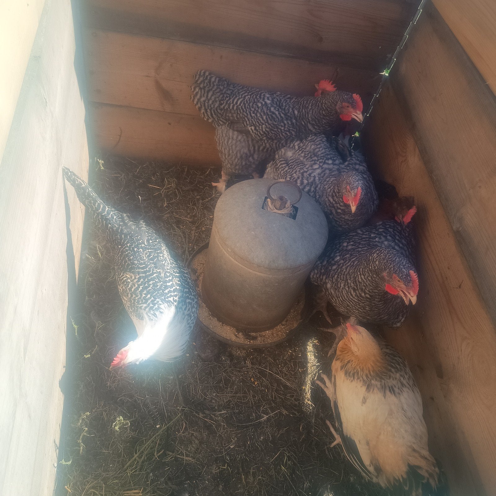 Hanen van Mechelse koekoek en kempise