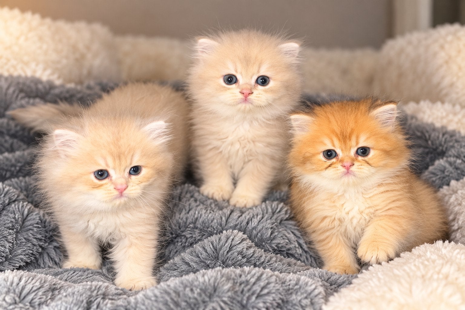 Britse langhaar kitte s, Dieren en Toebehoren, Meerdere dieren, Gechipt, 0 tot 2 jaar