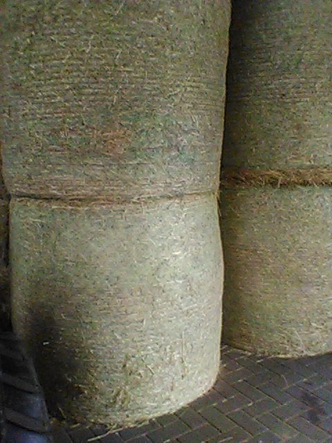 koets paard, Dieren en Toebehoren, Paard