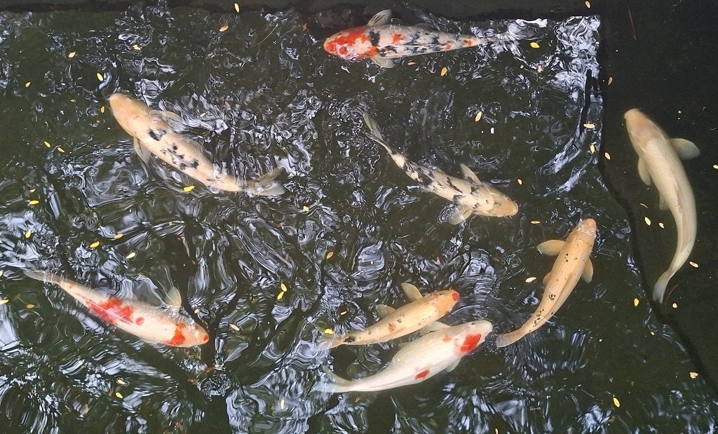 Japanse Koi's, Carpe ou Koï