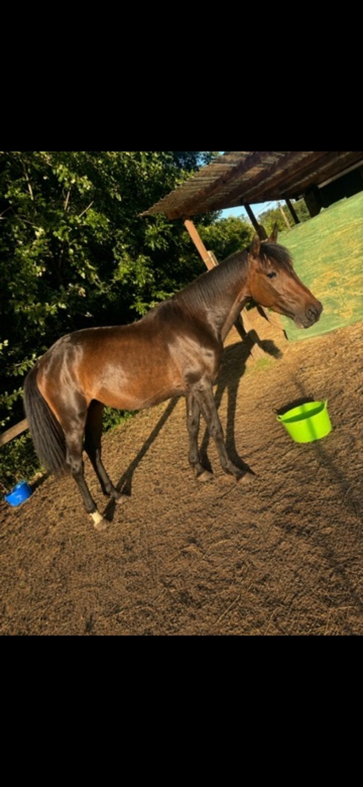 Draver merrie, Dieren en Toebehoren, Merrie