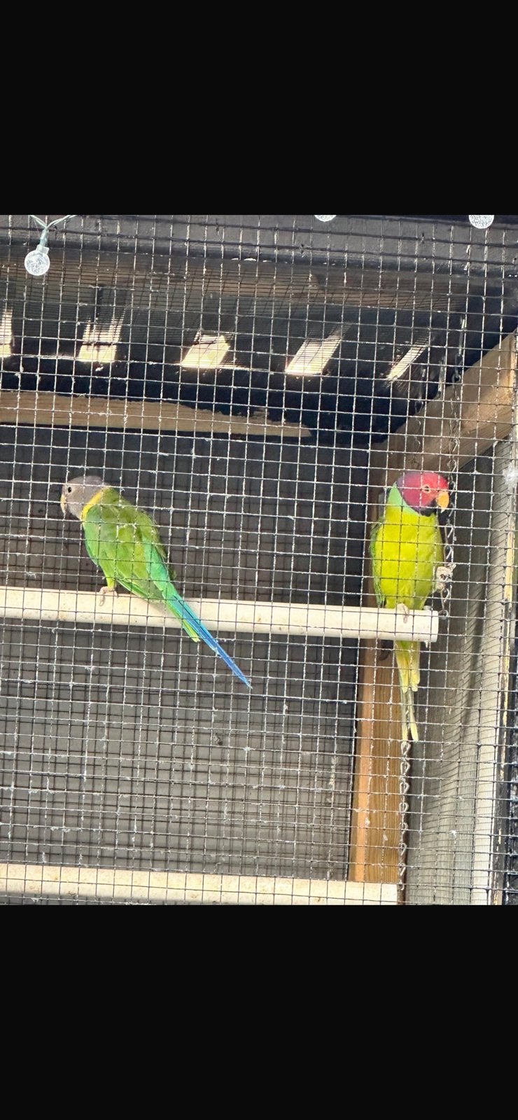 koppel parkieten (kweekkoppel), Animaux & Accessoires, Oiseaux | Perruches & Perroquets