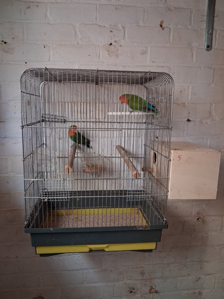 1 koppel roseicollis met kooi, Dieren en Toebehoren, Meerdere dieren, Tropenvogel