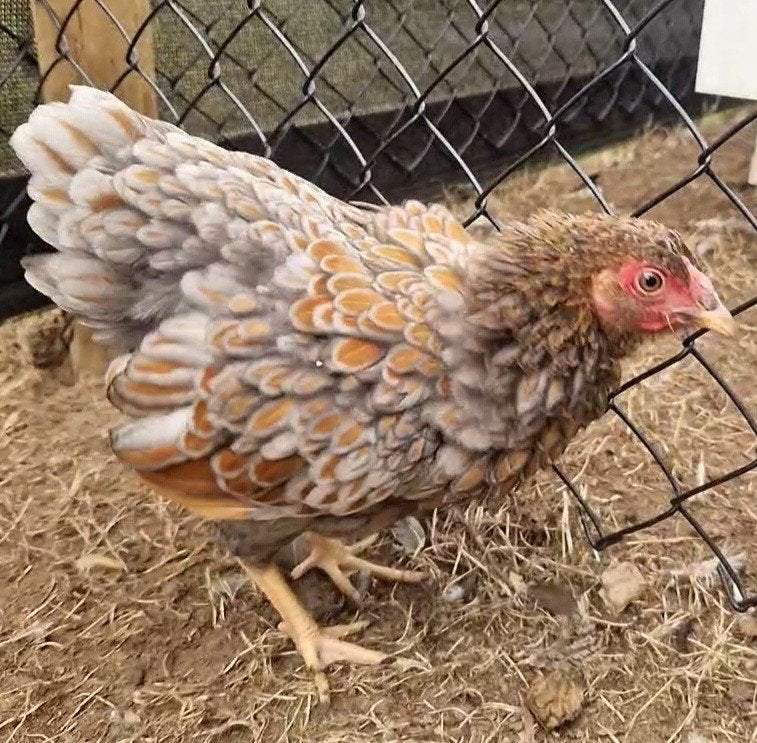 Wyandotte Kriel Hen, Dieren en Toebehoren