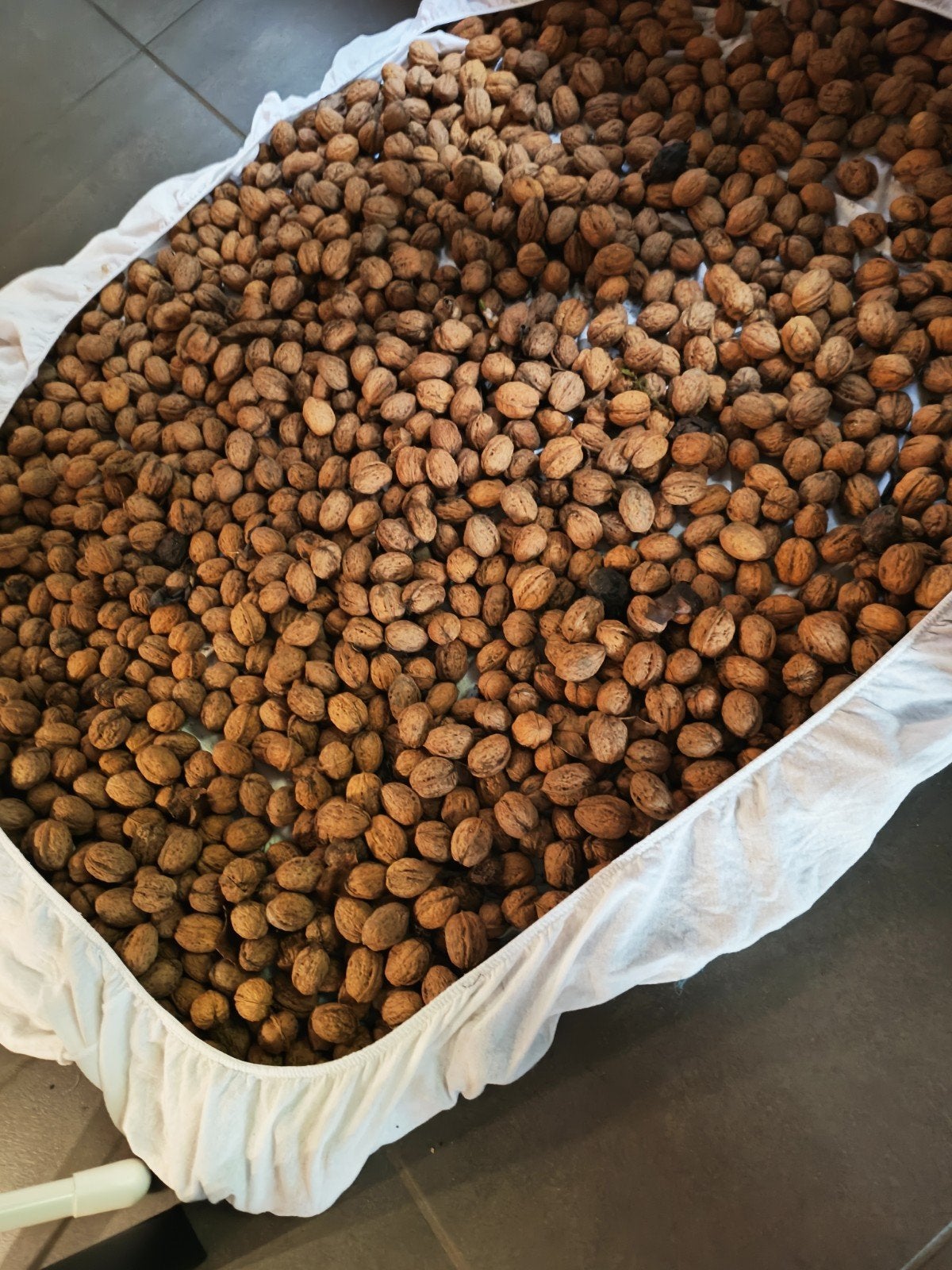 verse noten te koop uit eigen tuin, Ophalen