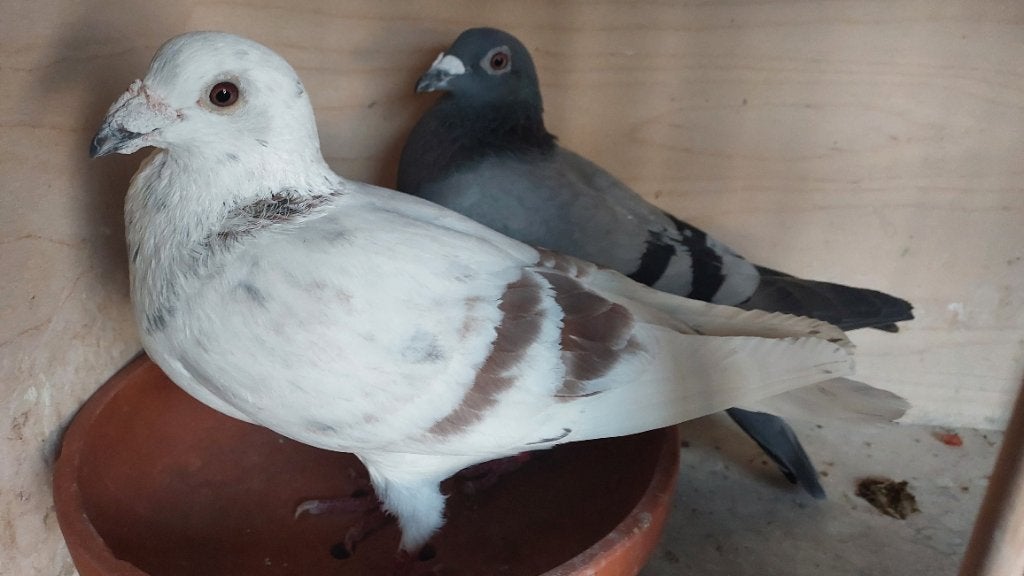 Reisduiven, Meerdere dieren, Postduif