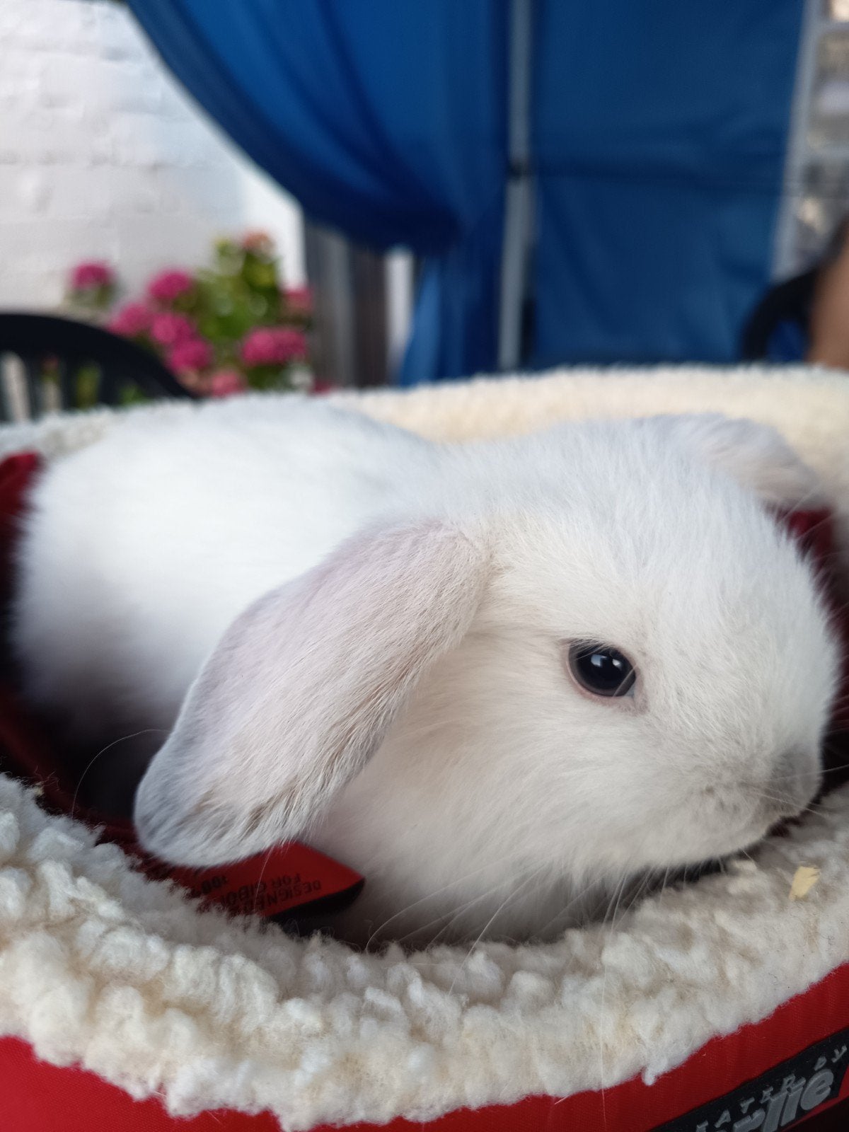 Minilop voedster, Petit