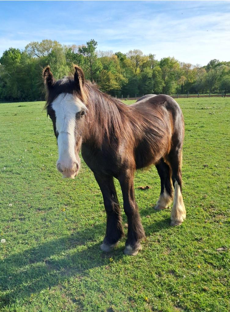 Brave c pony, Étalon