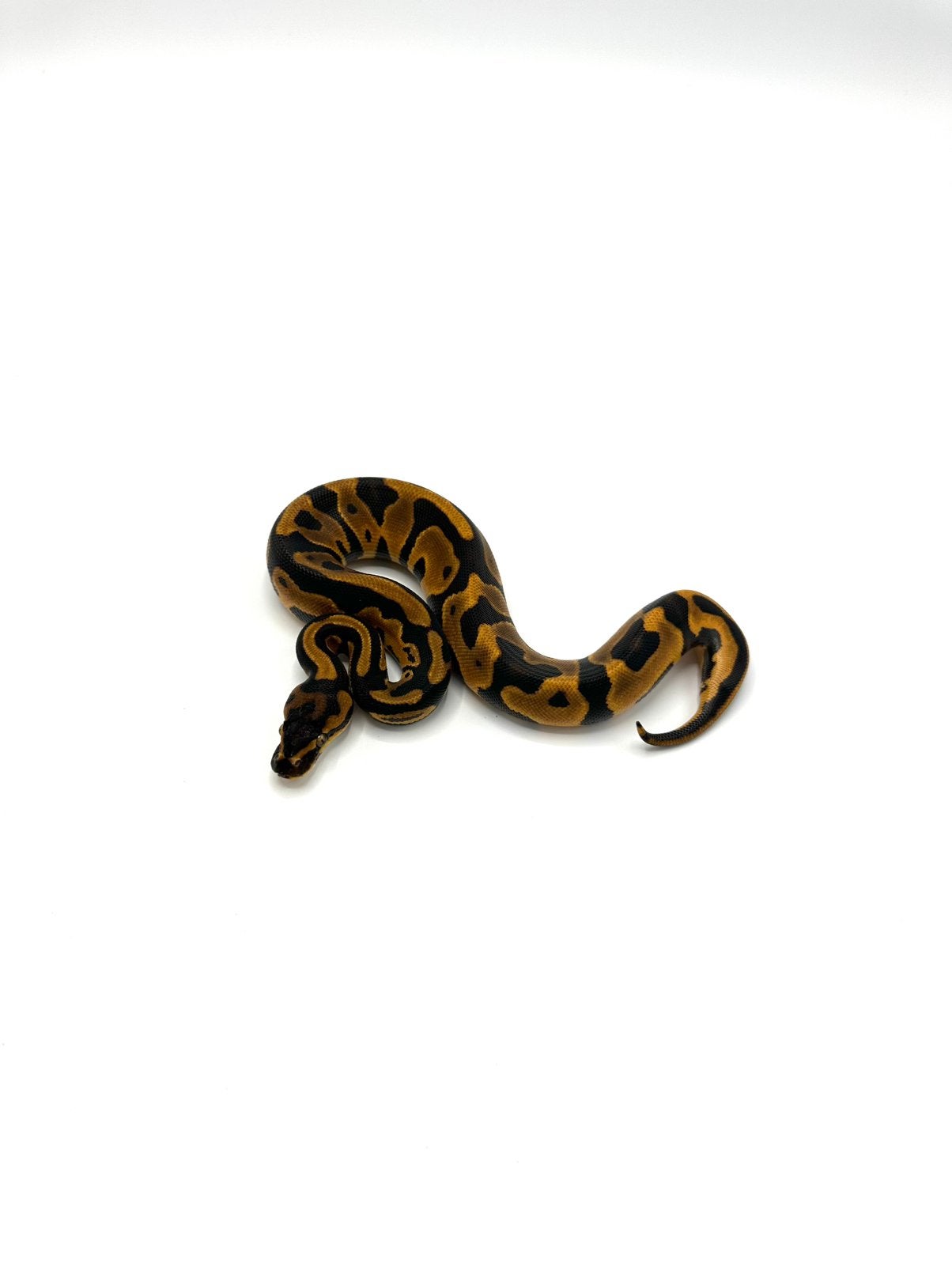 Diverse Python regius - koningspythons Ball Python photo 7