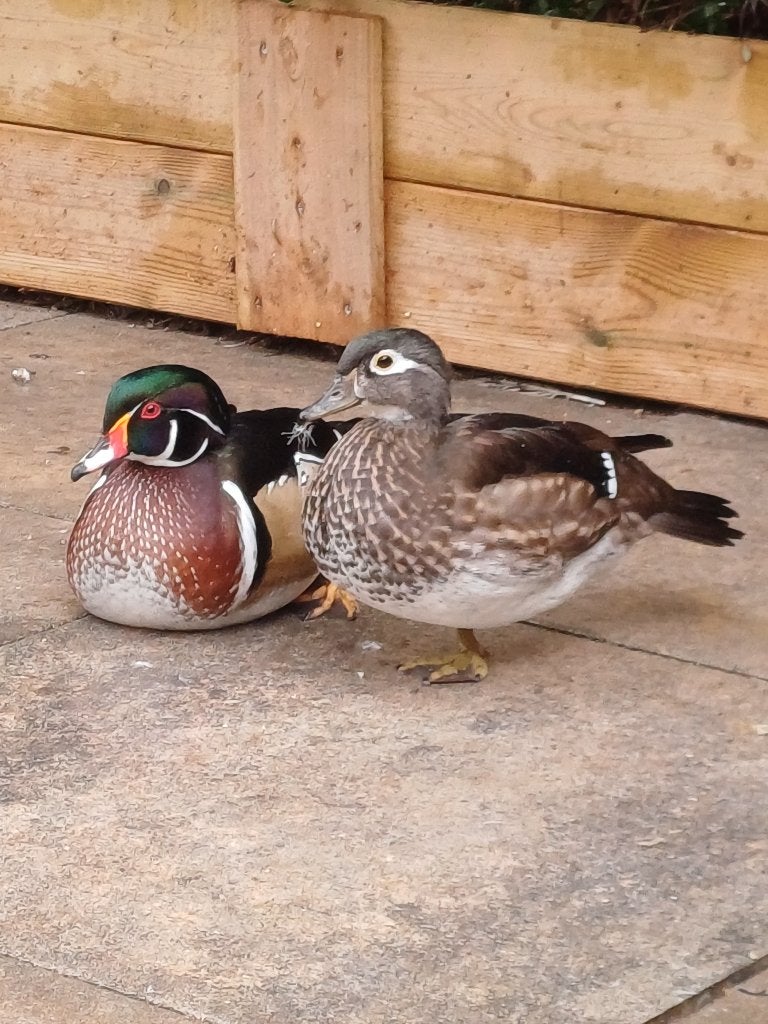 Diverse siereenden aangeboden, Dieren en Toebehoren, Meerdere dieren, Eend