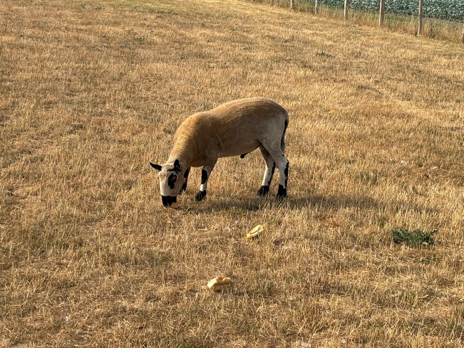 Ram, Dieren en Toebehoren, Schapen, Geiten en Varkens, Mannelijk, 0 tot 2 jaar