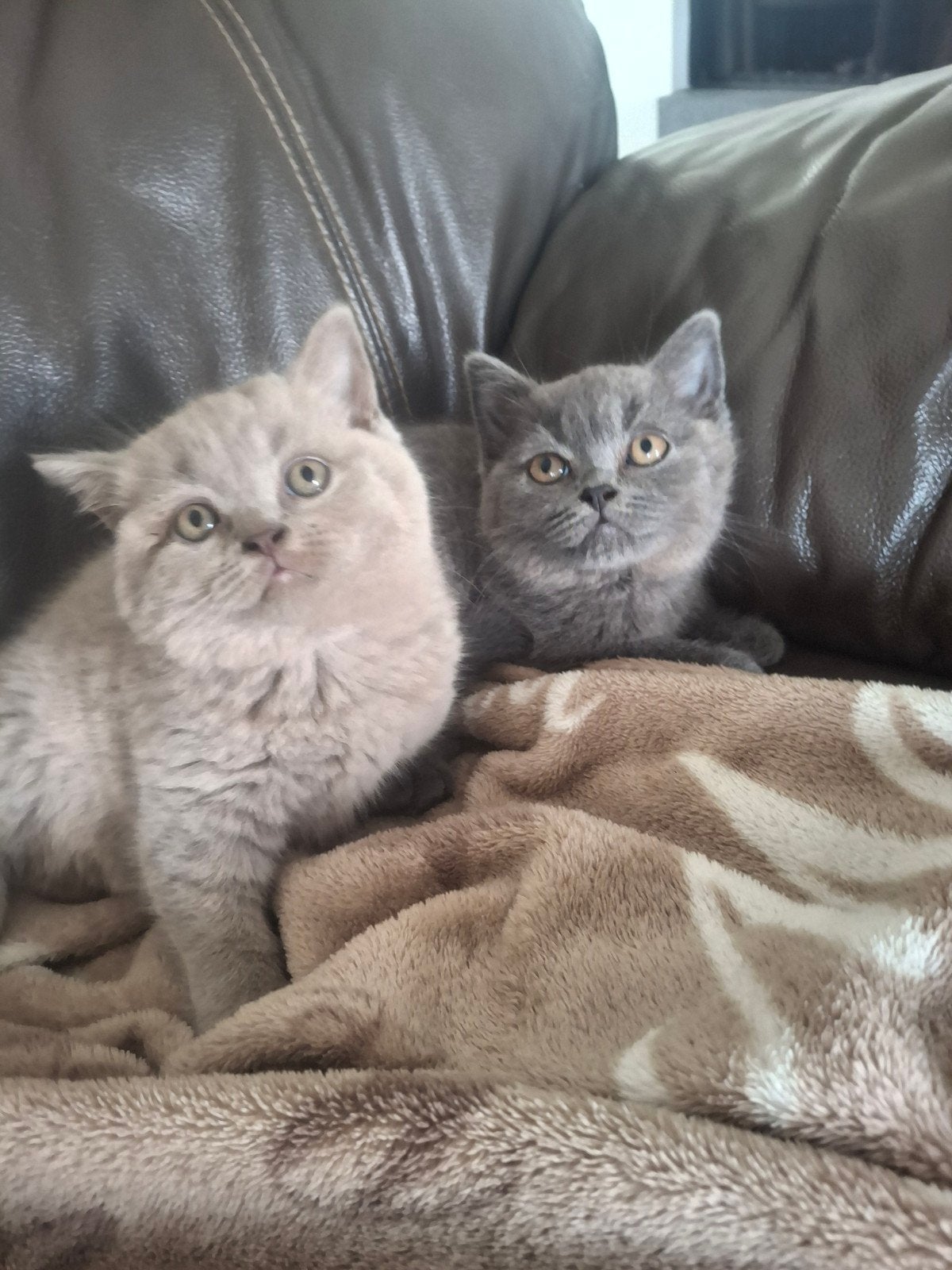 Brits korthaar kittens, Dieren en Toebehoren, Kater, Gechipt, 0 tot 2 jaar