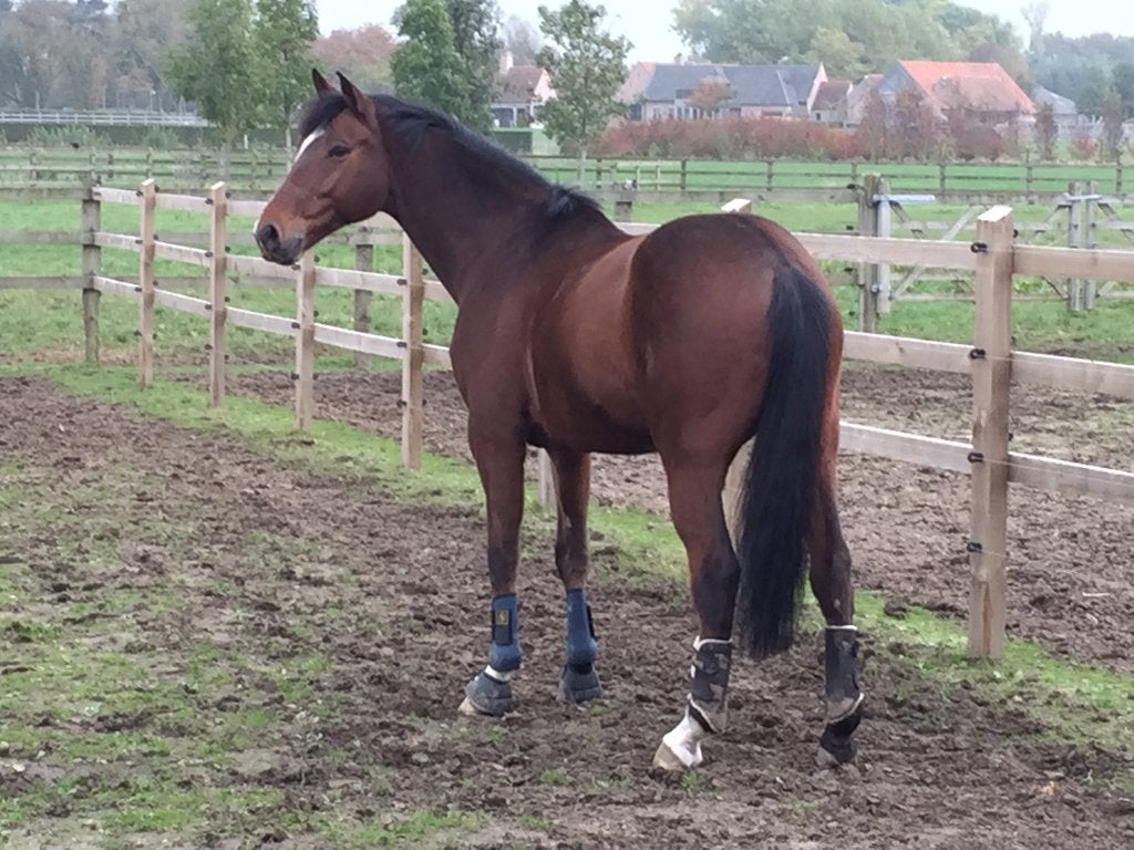 Un cheval doux, fiable et beau cherche un foyer doré, Animaux & Accessoires, Chevaux, Avec pedigree, 11 ans ou plus, Hongre, 165 à 170 cm