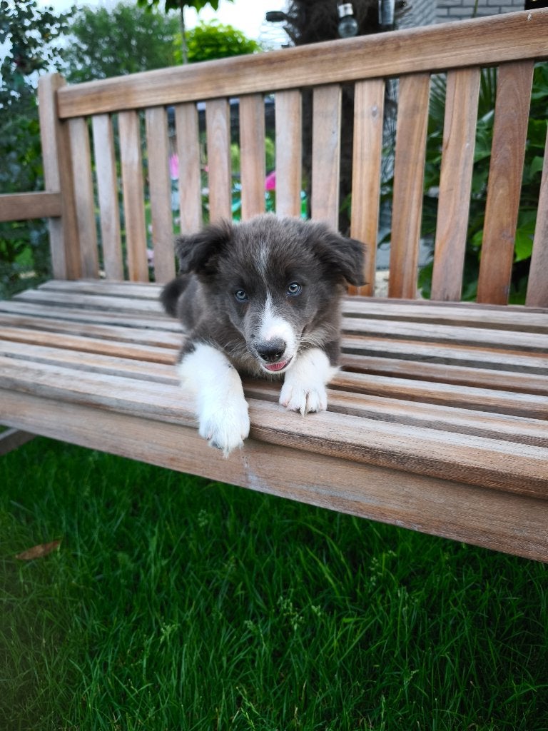 Super leuk Border Collie reutje, België, Fokker | Hobbymatig, Reu, 8 tot 15 weken