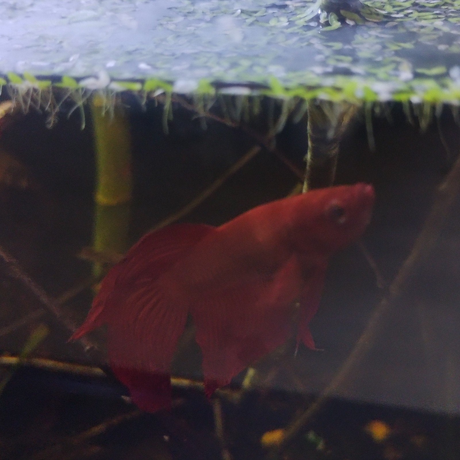 mooie rode betta man