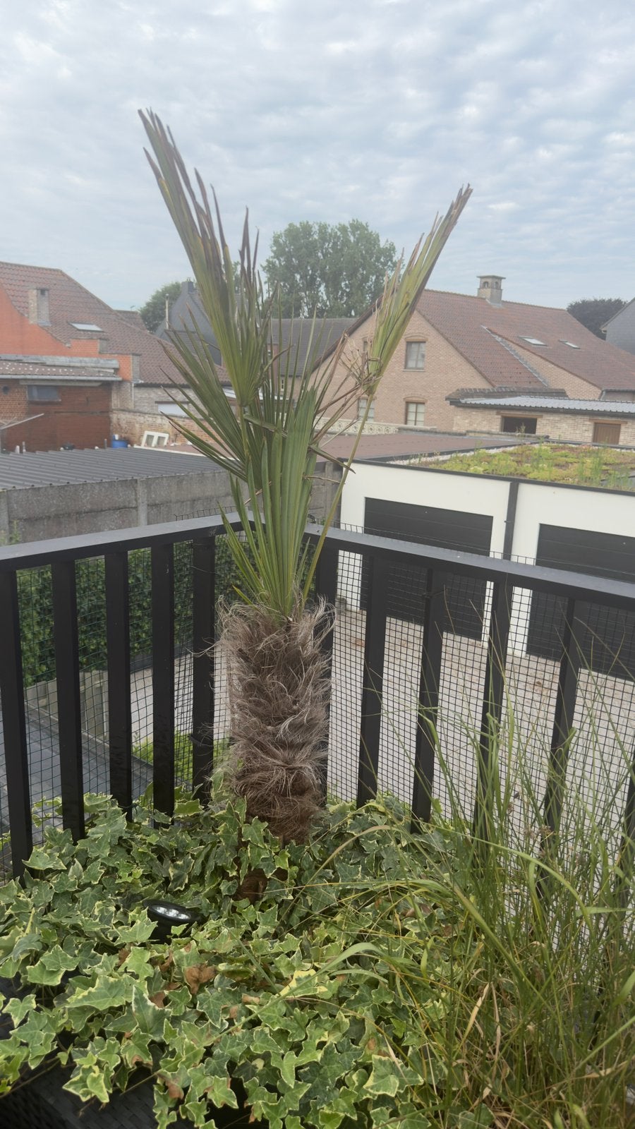 trachycarpus wagnerianus, En pot, 100 à 250 cm, Plein soleil, Enlèvement