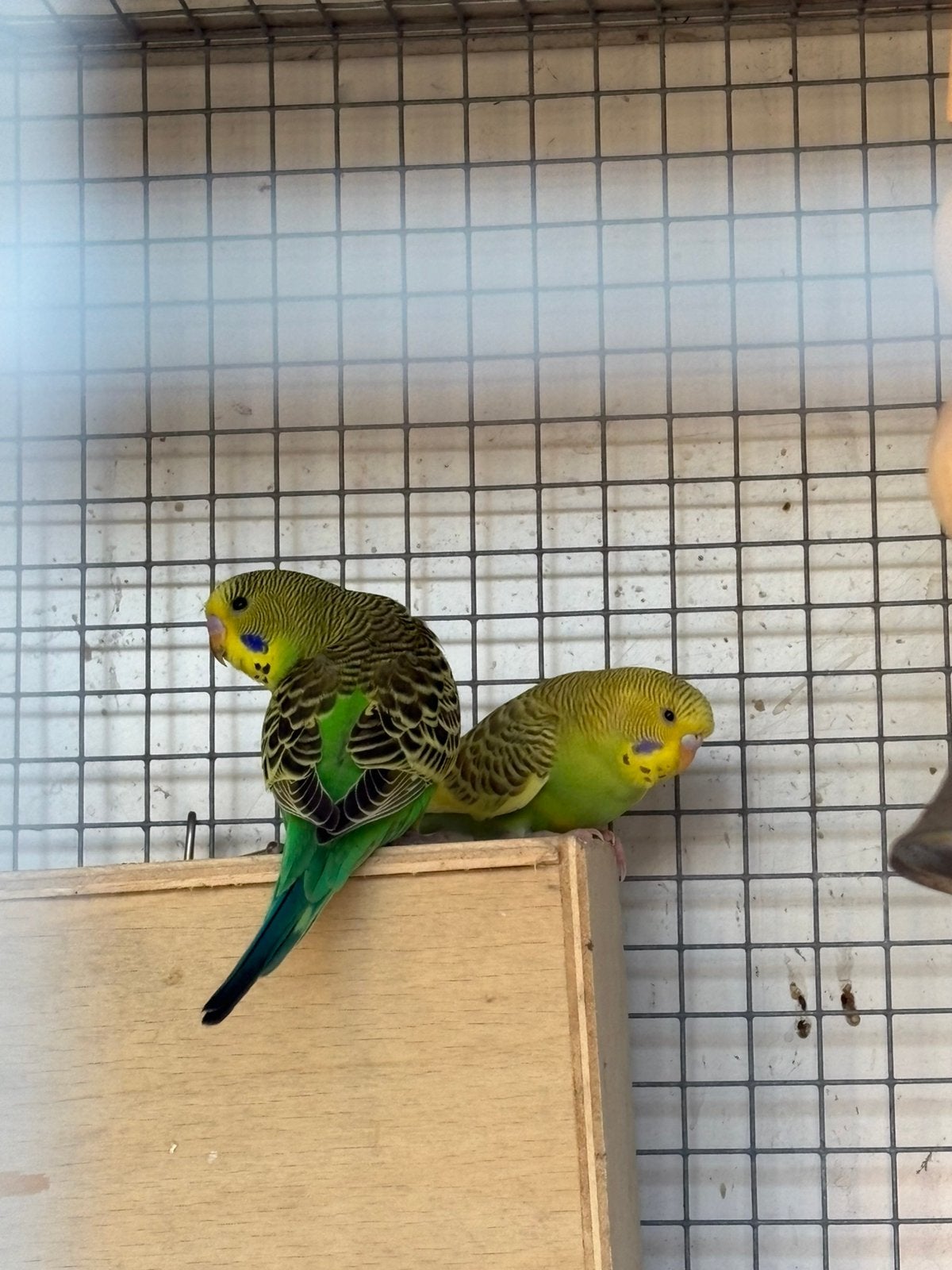 Grasparkiet, Dieren en Toebehoren, Vogels | Parkieten en Papegaaien, Geslacht onbekend, Parkiet
