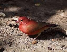 Vuurvink man 2026, Dieren en Toebehoren, Vogels | Overige Vogels, Mannelijk, Tropenvogel, Geringd