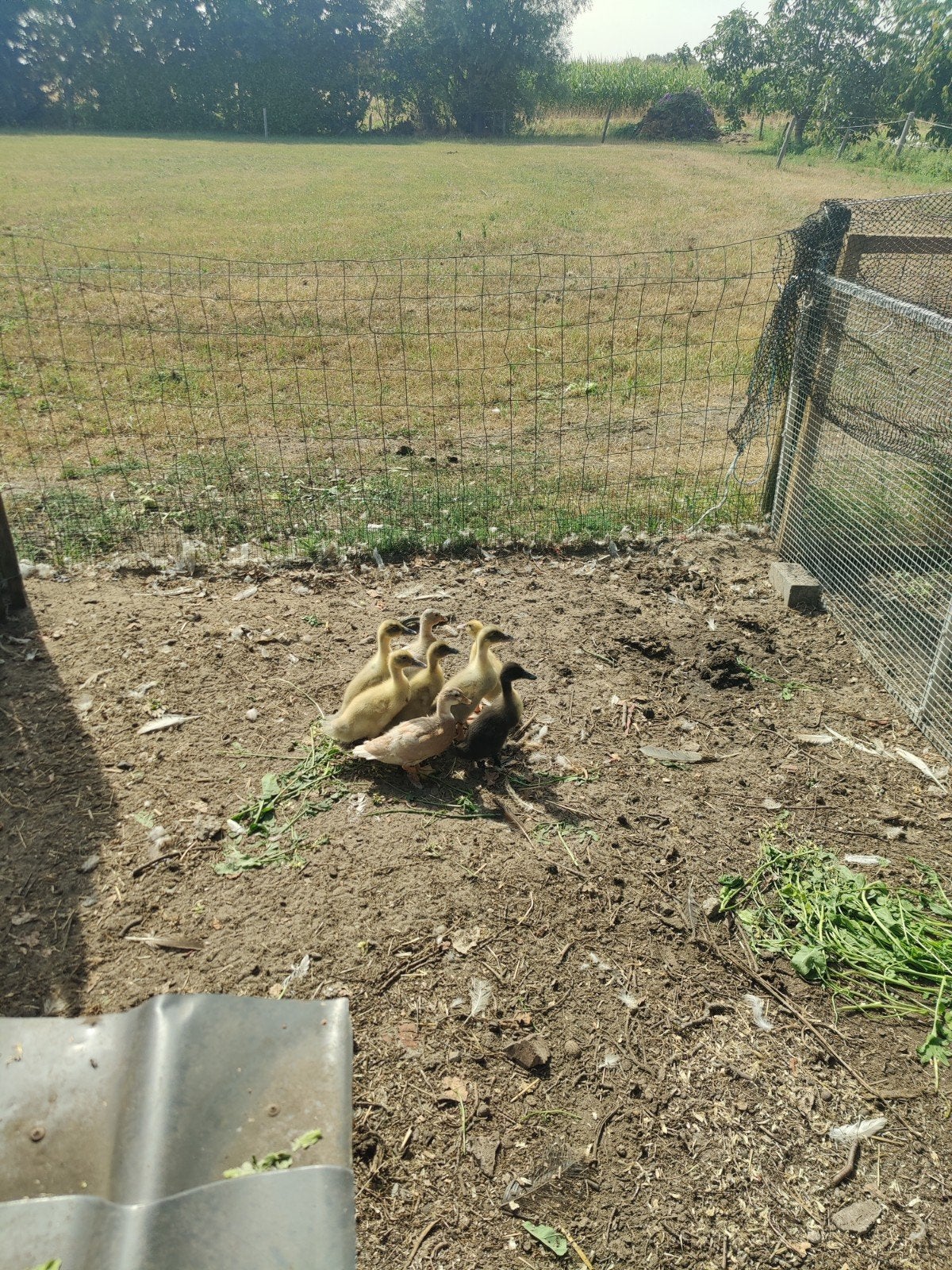 Eendenkuikens, Dieren en Toebehoren, Pluimvee, Eend