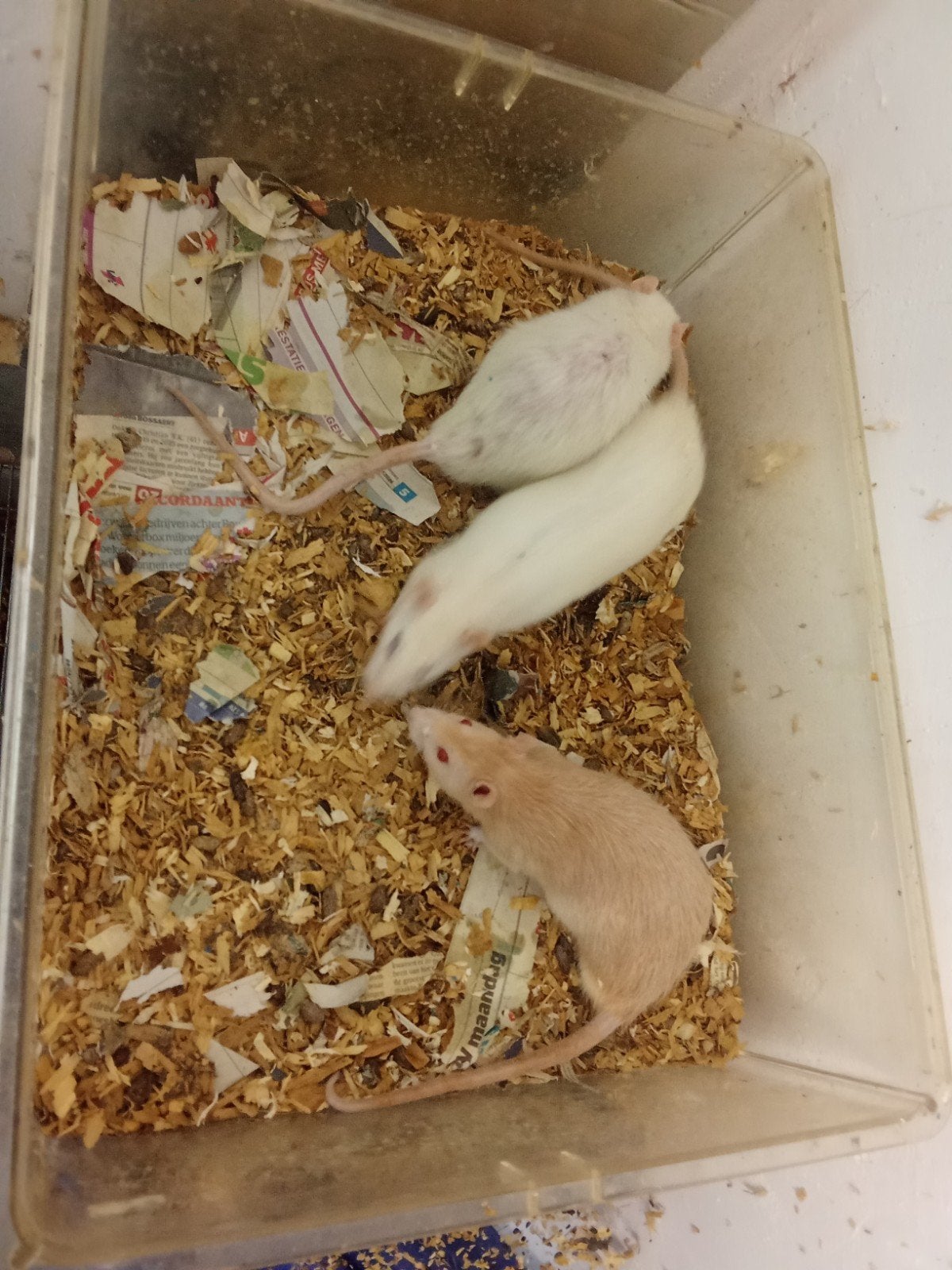 Jumbo ratten, Dieren en Toebehoren, Knaagdieren, Januari, Mannelijk