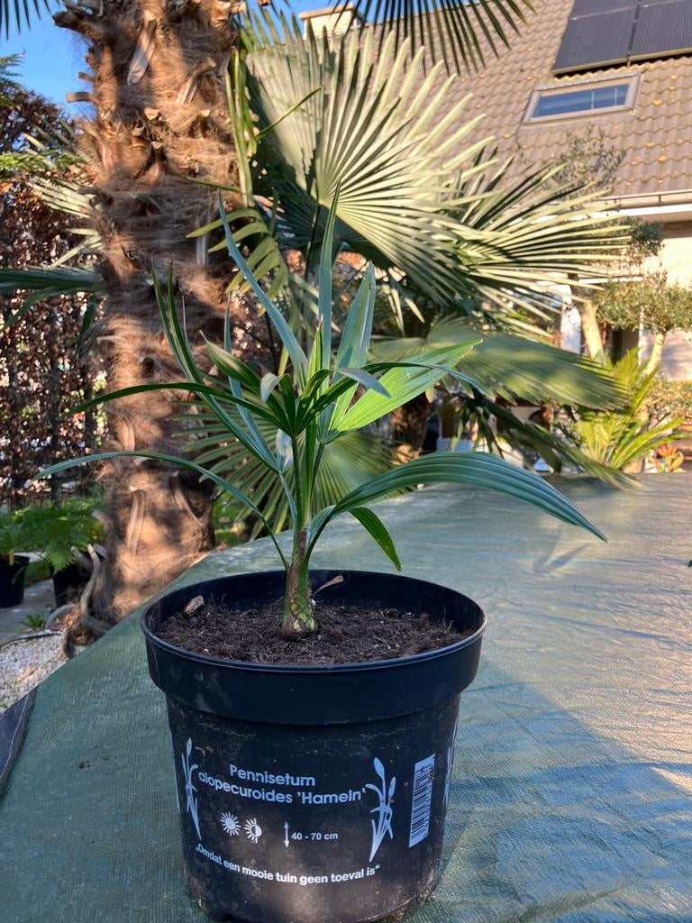 Palmbomen trachycarpus princeps x wagnerianus, Tuin en Terras, Planten | Bomen, Palmboom, Ophalen of Verzenden
