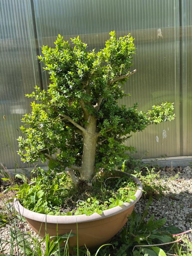 Bonsai starter buxus, Tuin en Terras, Planten | Bomen, Ophalen