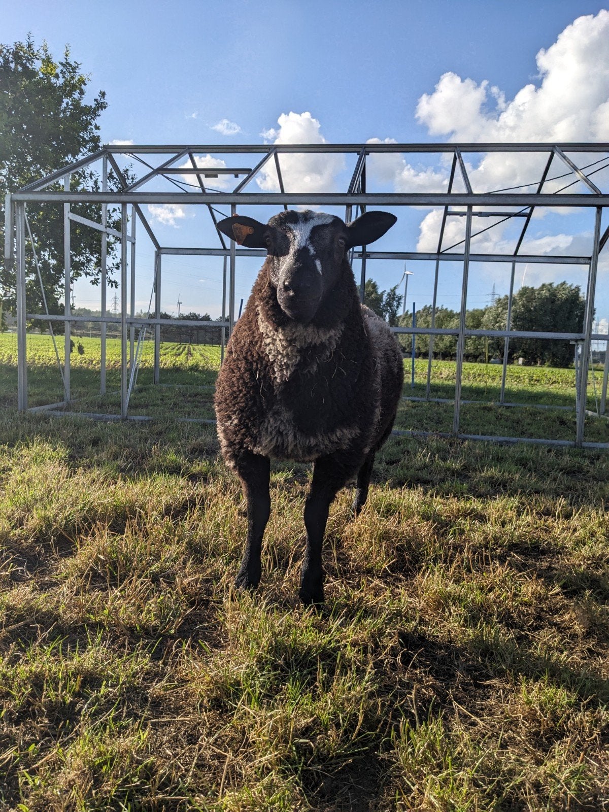 Baggerbonte dekram, Animaux & Accessoires, Moutons, Chèvres & Cochons