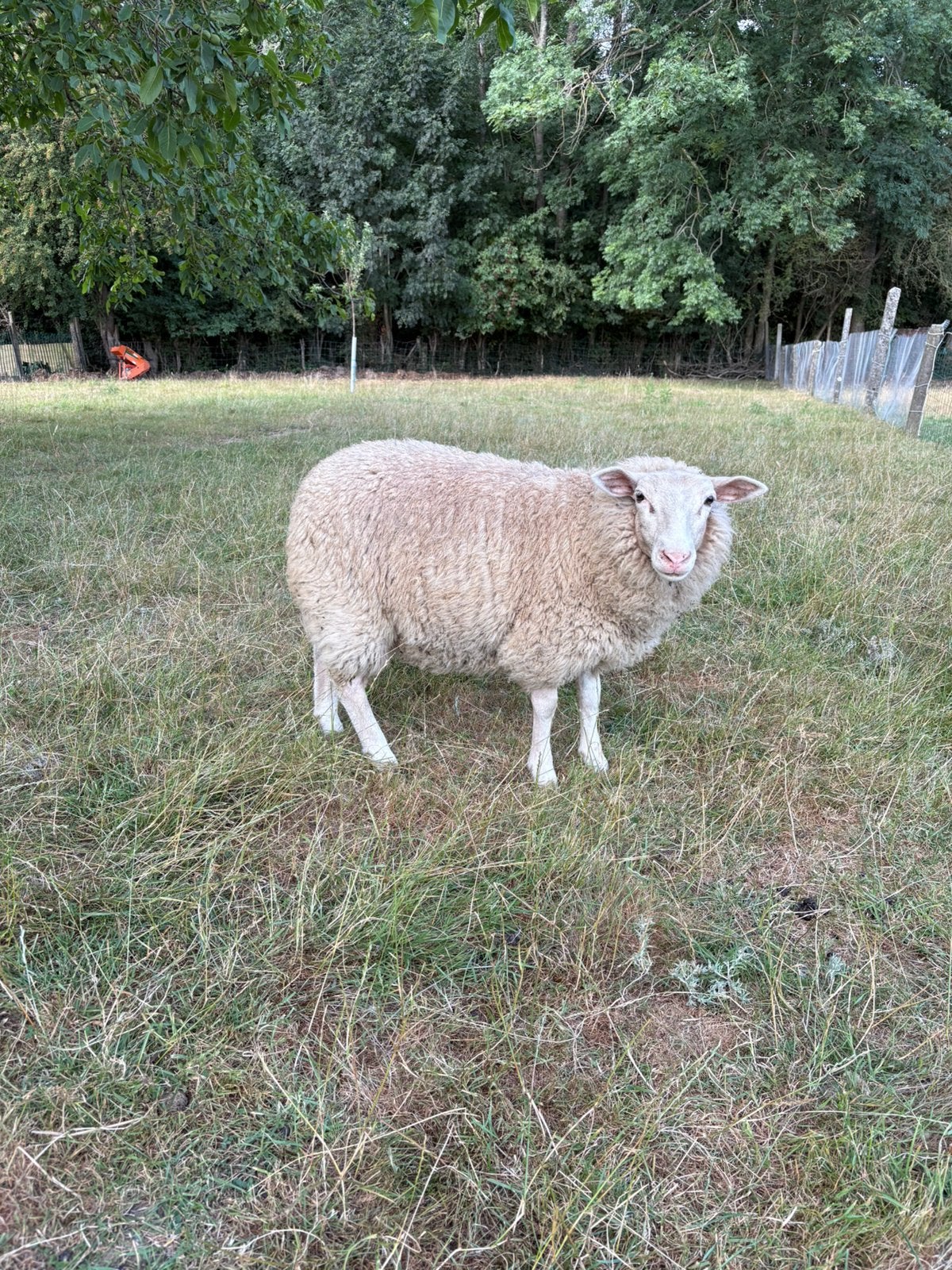 Ooi lam, Dieren en Toebehoren, Vrouwelijk, Schaap, 0 tot 2 jaar