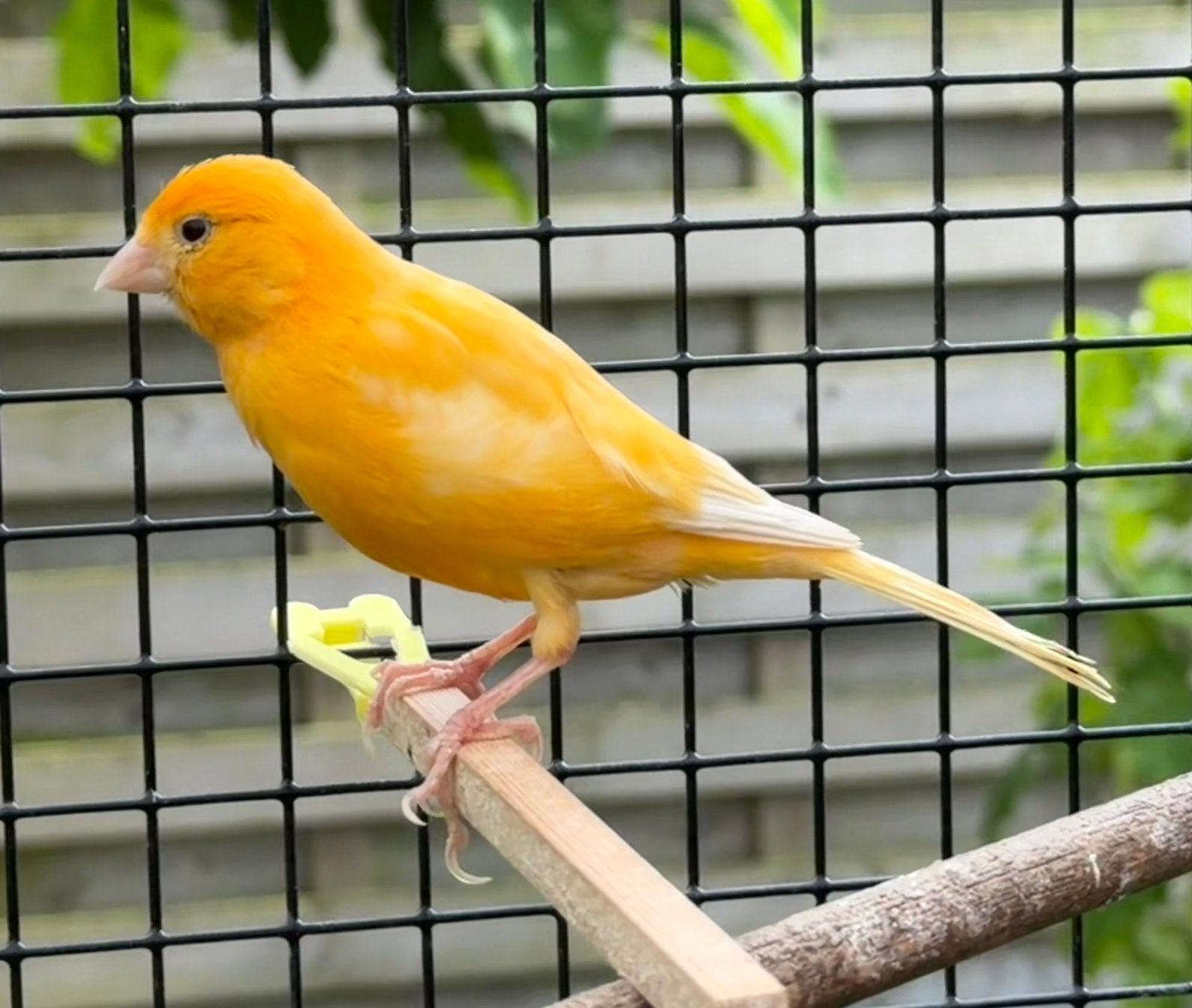 Kanarie pop 2025, Dieren en Toebehoren, Vogels | Kanaries, Vrouwelijk