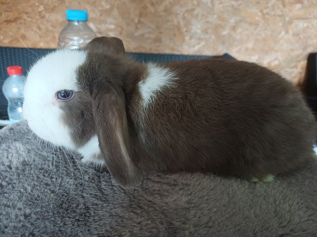 Minilop voedster, Animaux & Accessoires, Femelle, Nain, Oreilles tombantes, 0 à 2 ans