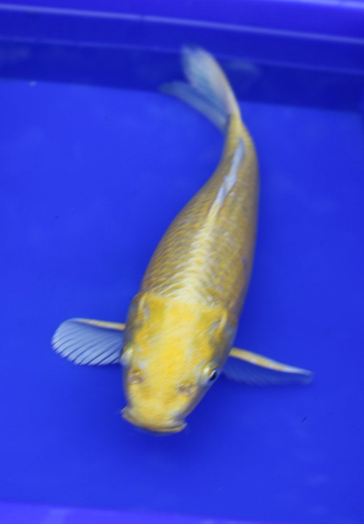 Koi Yamabuki et Kin Ki Matsuba, Animaux & Accessoires, Poissons | Poissons d'étang, Carpe ou Koï