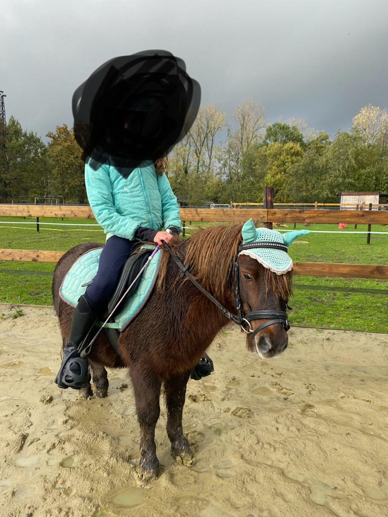 Shetlander ruin, Dieren en Toebehoren, Pony's, Ruin, Ontwormd