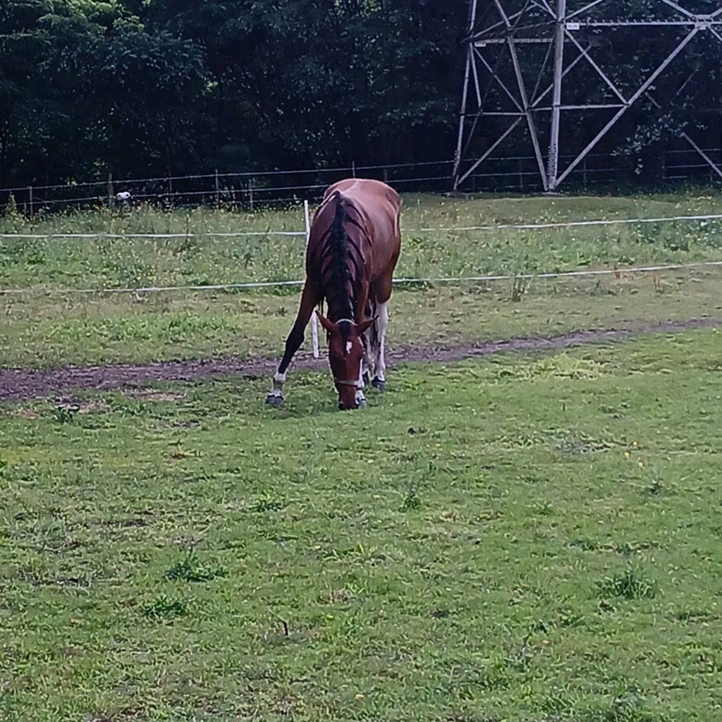 Verzorg(st)er gezocht (voor jong paard), Jument