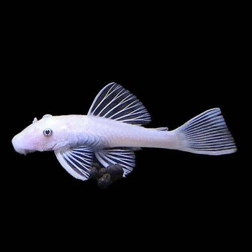 Ancistrus Snow White - L144 Snow White, Animaux & Accessoires, Poissons | Poissons d'aquarium, Autres types, Poisson d'eau douce