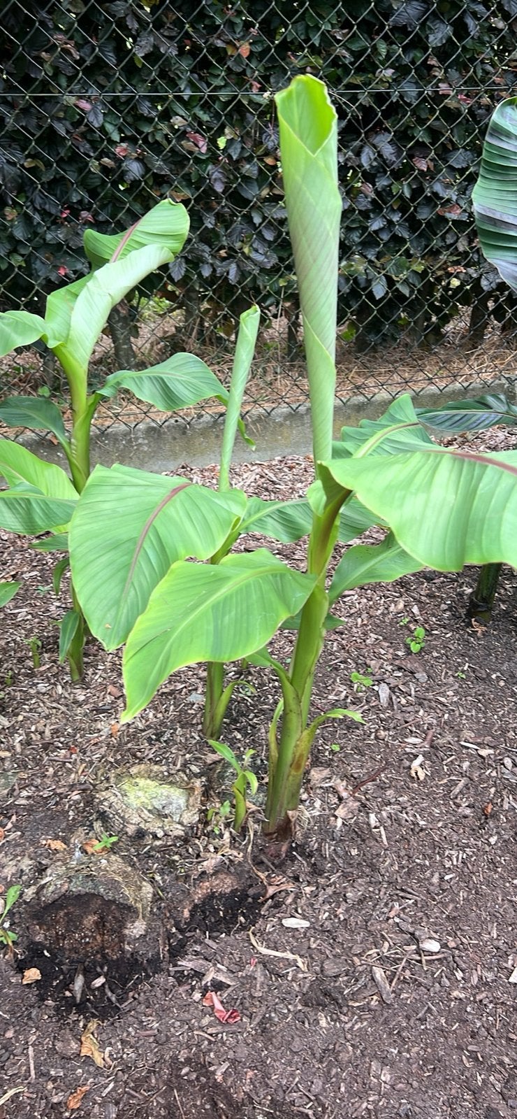 Musa basjoo, Tuin en Terras, Volle zon, Vaste plant, Zomer, Ophalen