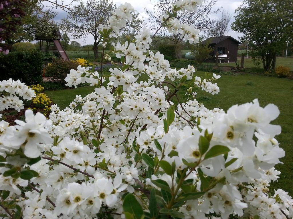 Parelstruik, Tuin en Terras, Planten | Tuinplanten, Overige soorten, Lente, Ophalen