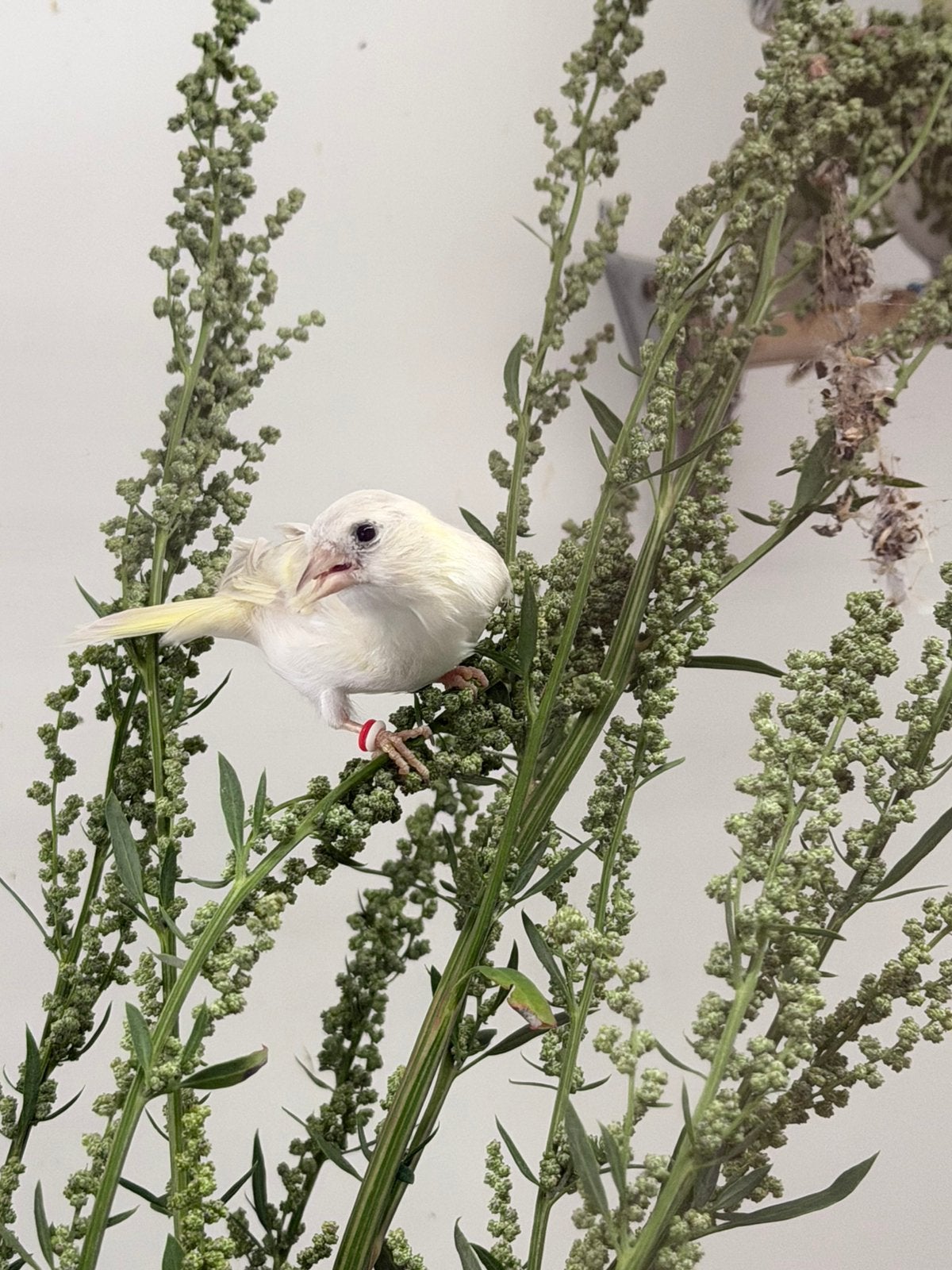 Isabelivoor sijs gezocht, Dieren en Toebehoren