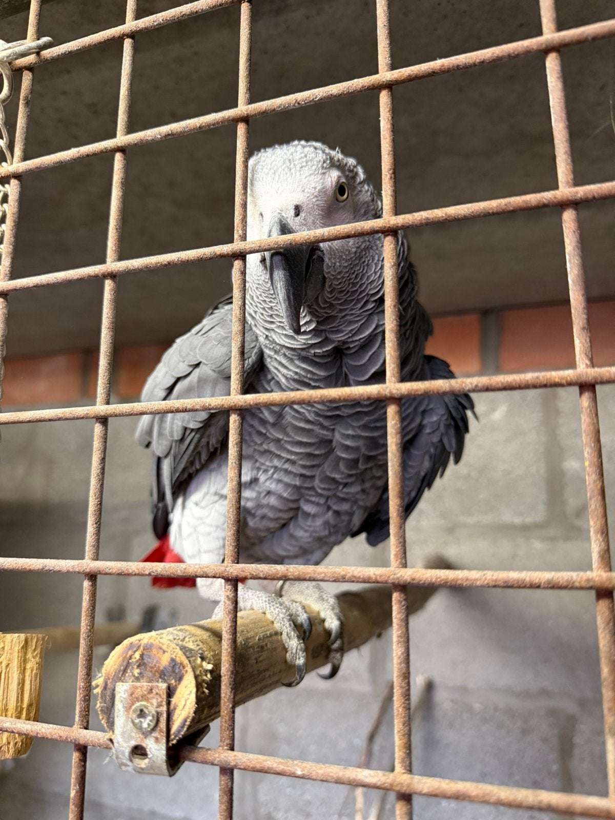 Grijze roodstaart man te koop, Dieren en Toebehoren, Mannelijk