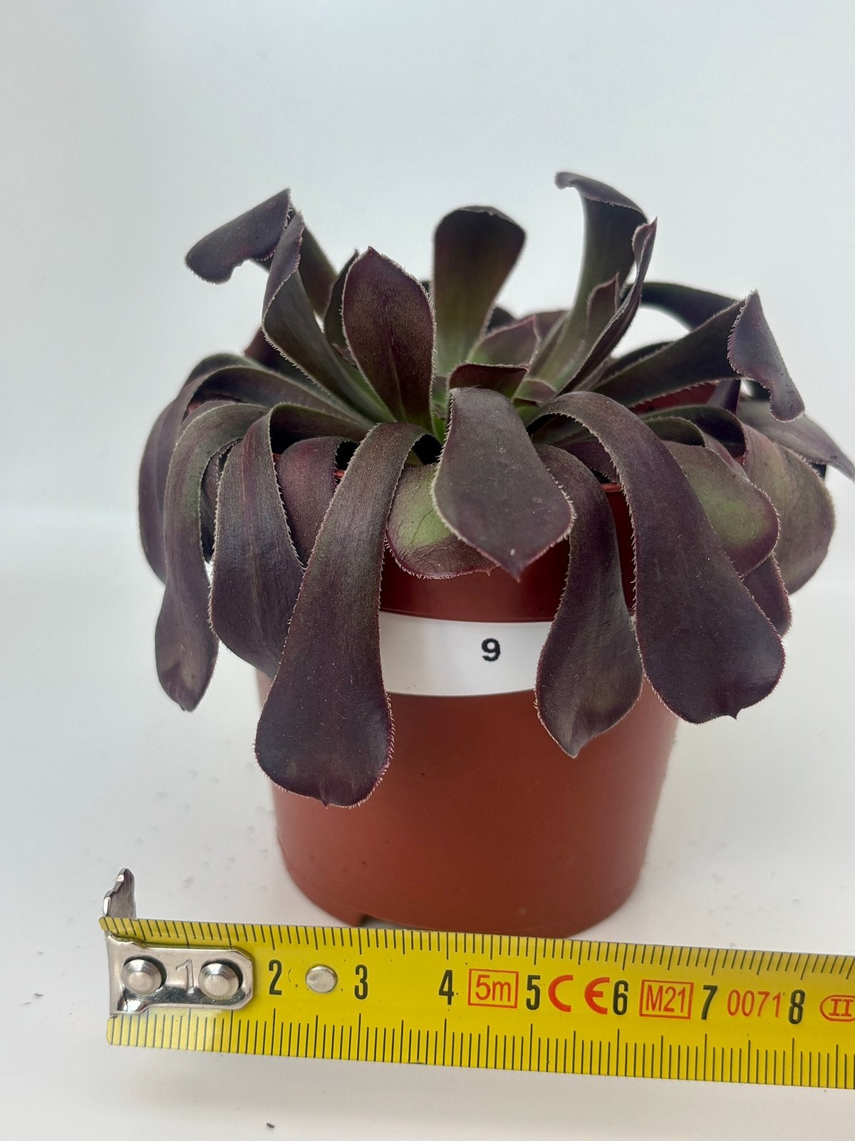 Aeonium arboreum Schwarzkopf, Maison & Meubles, Plante succulente, En pot, Plein soleil, Moins de 100 cm