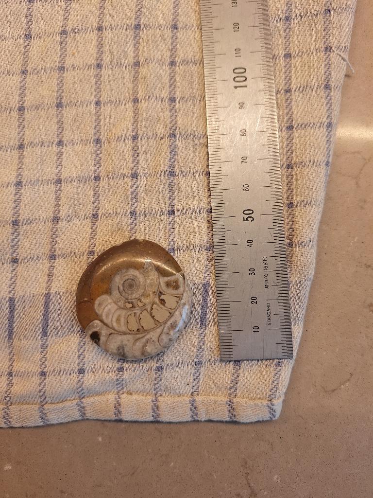 Fossile d’Ammonite Polie, Collections, Minéraux & Fossiles, Fossile, Enlèvement ou Envoi