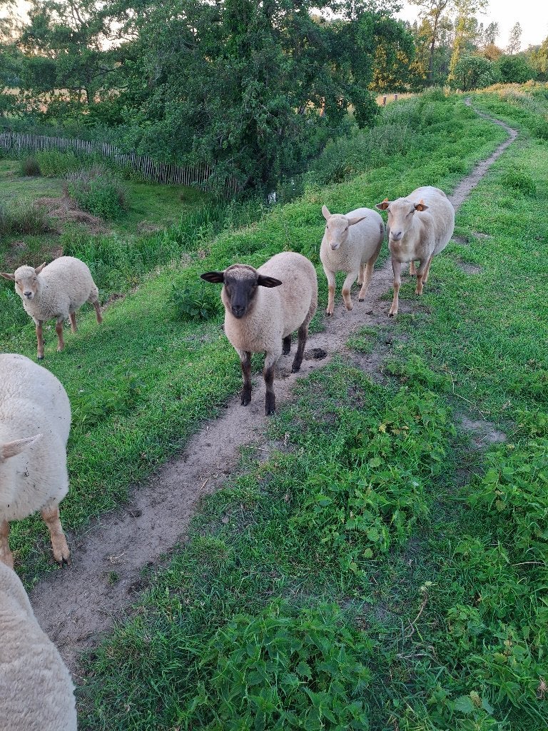 Lammeren, Mannelijk, Schaap, 0 tot 2 jaar