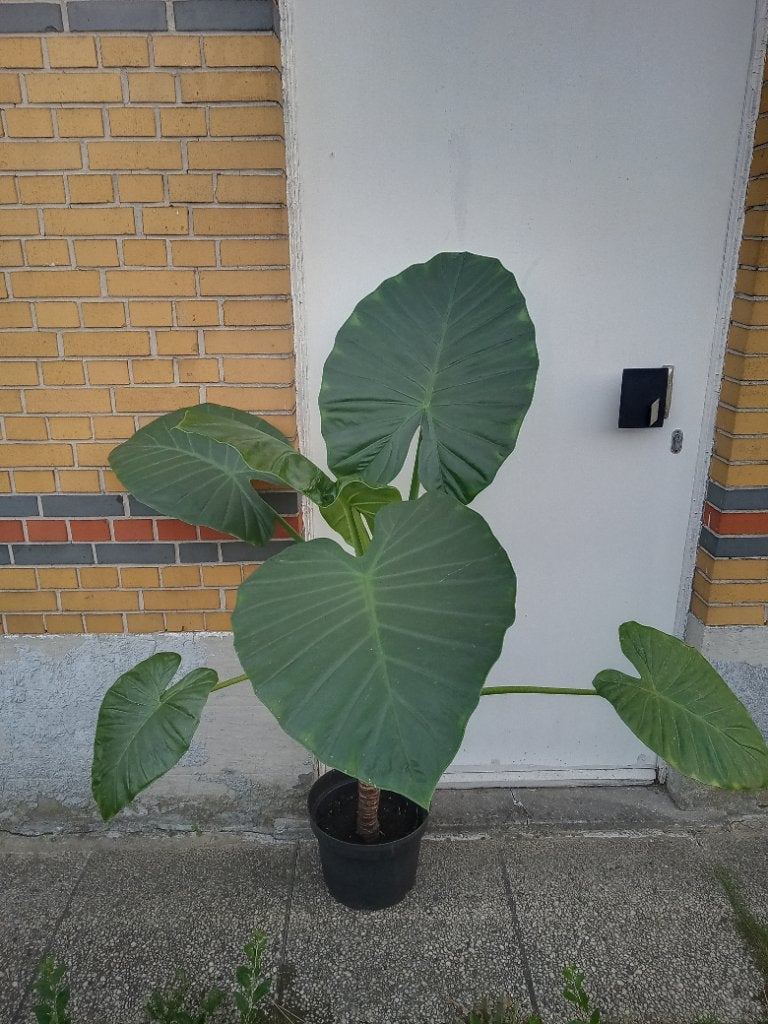 Alocasia olifantsoor, Huis en Inrichting, Ophalen, 100 tot 150 cm, Overige soorten, Halfschaduw