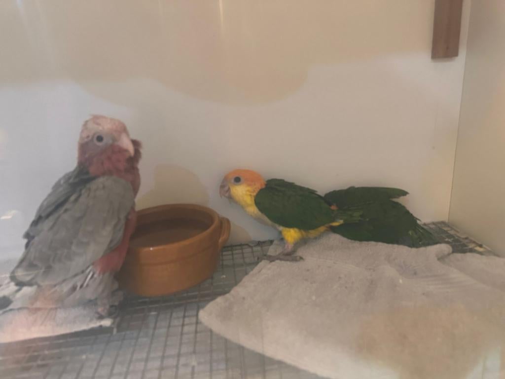 Rose Kaketoe papegaaien vogel tam, Dieren en Toebehoren, Geslacht onbekend, Papegaai, Geringd