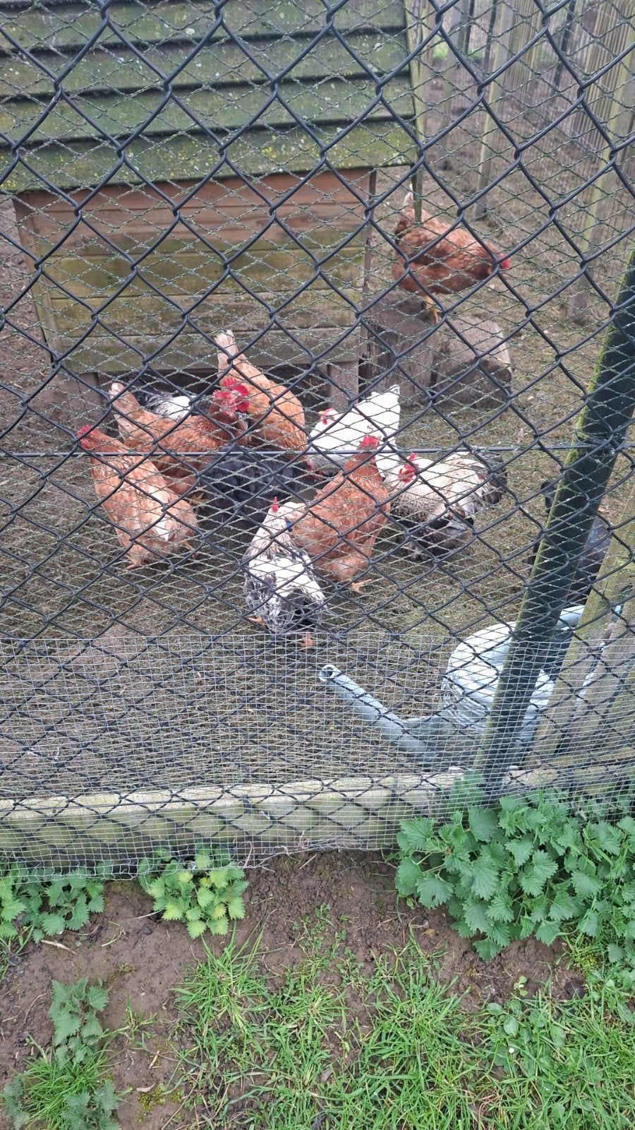 3 hanen, Dieren en Toebehoren