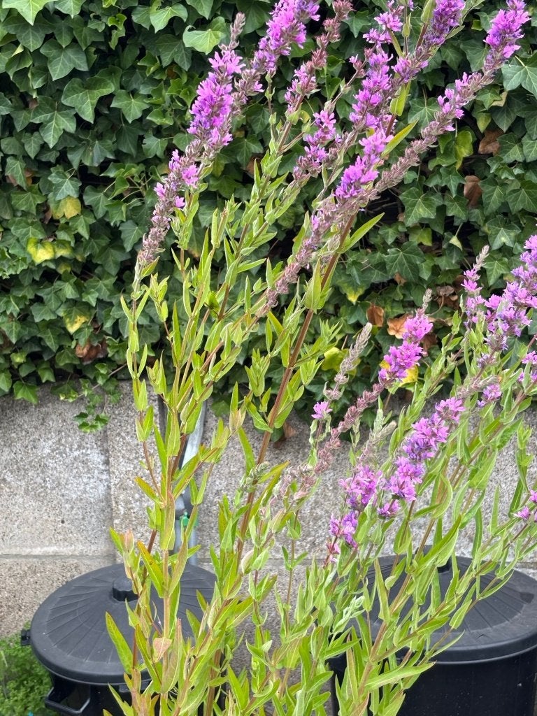 Kattenstaart vijverplant, Ophalen, Gebruikt