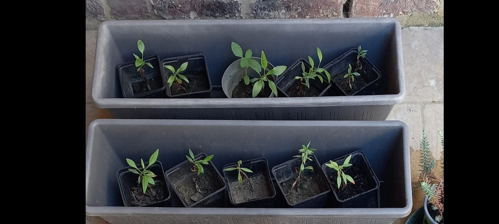 Valeriaanplantjes, Ophalen