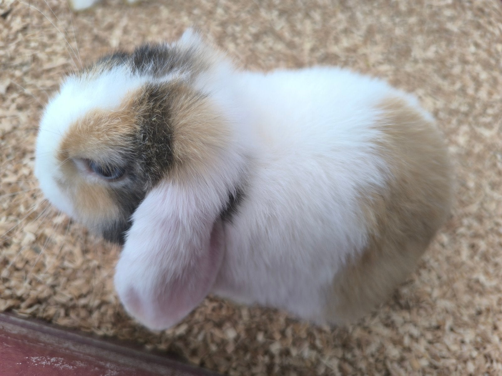 Nederlands dwerghangoor konijnen meisje met blauwe oogjes, Animaux & Accessoires, Lapins